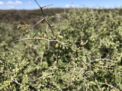 Nitraria billardierei