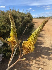 Grevillea eriostachya