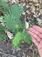 Desmanthus illinoensis
