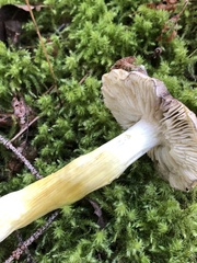 Tricholoma