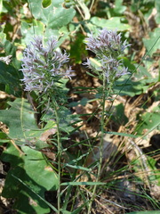 Liatris hesperelegans