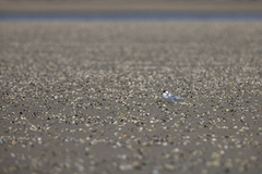 Sternula nereis davisae