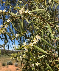 Myoporum platycarpum