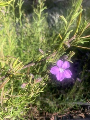 Coopernookia barbata