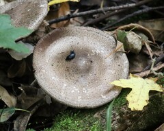 Agaricus moelleri