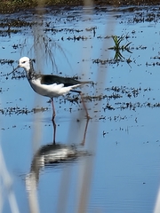 Himantopus leucocephalus