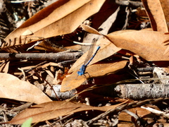 Argia vivida
