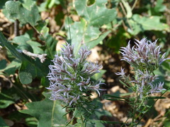 Liatris hesperelegans