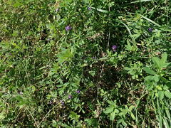 Medicago sativa sativa