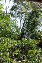 Archontophoenix cunninghamiana