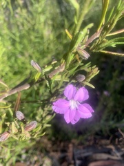 Coopernookia barbata