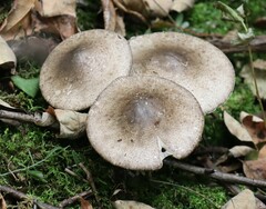 Agaricus moelleri