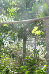 Archontophoenix cunninghamiana
