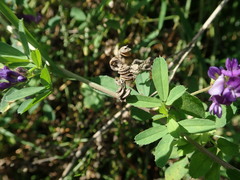 Medicago sativa sativa