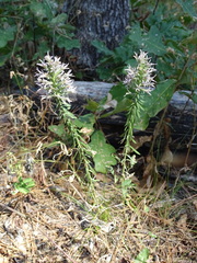 Liatris hesperelegans