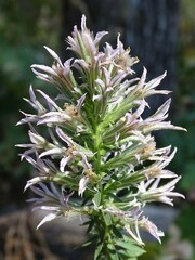 Liatris hesperelegans
