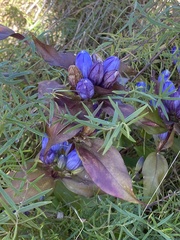 Gentiana saponaria