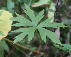 Anemonastrum canadense