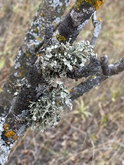 Ramalina americana