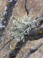 Ramalina americana