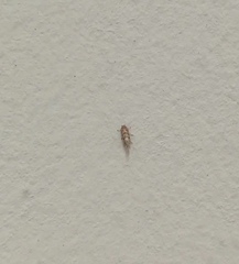 Lepidoptera