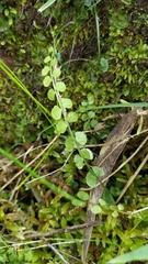 Asplenium flabellifolium