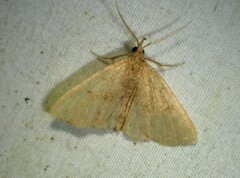 Phalaenostola metonalis