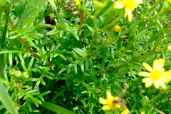 Senecio pinnatifolius