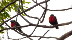 Leistes superciliaris