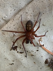 Callobius severus