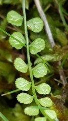 Asplenium flabellifolium