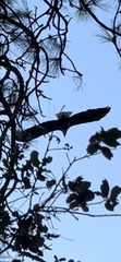 Haliaeetus leucocephalus washingtoniensis