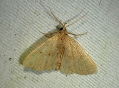 Phalaenostola metonalis