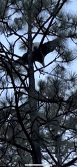 Haliaeetus leucocephalus washingtoniensis