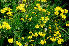 Senecio pinnatifolius