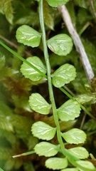 Asplenium flabellifolium
