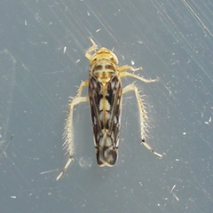 Scaphoideus