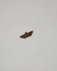 Hypsopygia