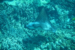 Aetobatus ocellatus