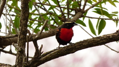 Leistes superciliaris