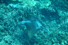 Aetobatus ocellatus