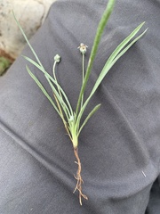 Plantago nivea