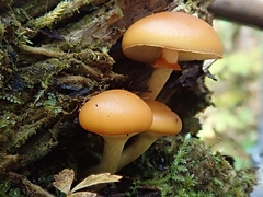 Galerina marginata