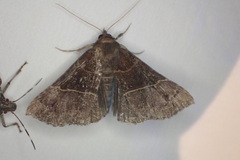 Hypena deceptalis