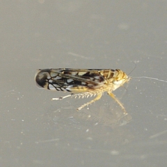 Scaphoideus