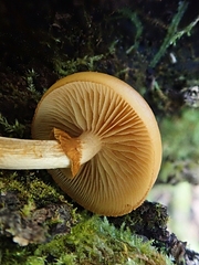 Galerina marginata