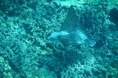 Aetobatus ocellatus