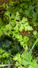 Anogramma leptophylla