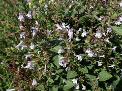 Clinopodium menthifolium ascendens
