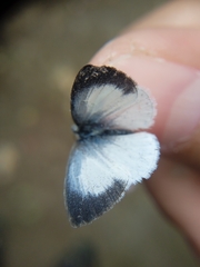 Udara akasa
